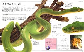 『ヘビ大図鑑―驚くべきヘビの世界』.jpg