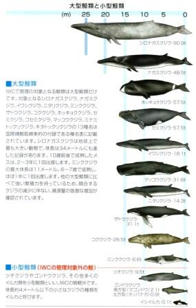 ミンククジラ／シロナガスクジラ.jpg
