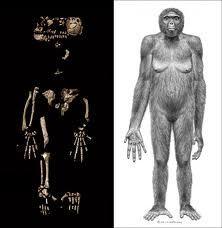 ラミダス猿人の化石人骨.jpg