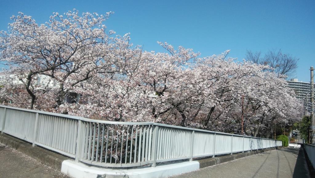 令和４年春（４月）・桜1.jpg