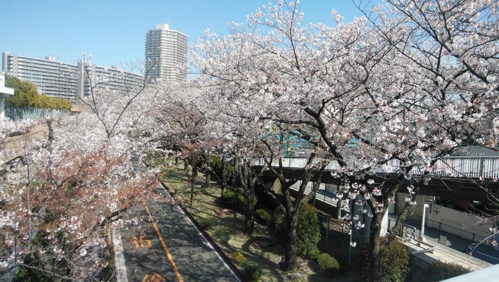 令和４年春（４月）・桜2.jpg