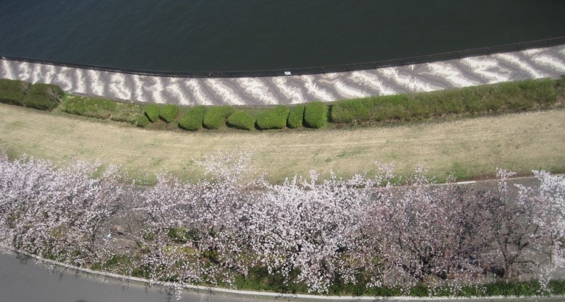 成２８年春（３月）・桜.jpg