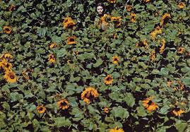 sunflower 1970s.jpg