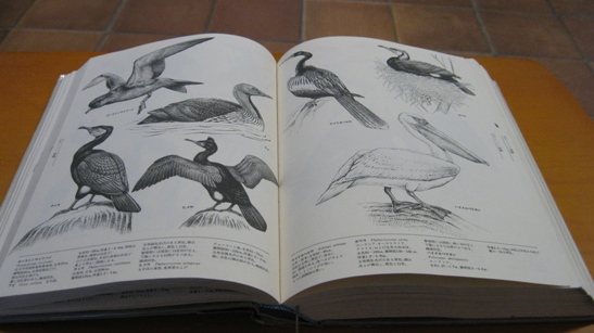 動物画集 ANIMALS イラスト集 動物画集 ANIMALS イラスト集 動物画集 ANIMALS イラスト集