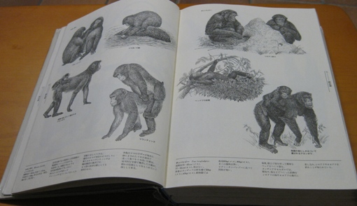 動物画集 ANIMALS イラスト集 動物画集 ANIMALS イラスト集 動物画集 ANIMALS イラスト集